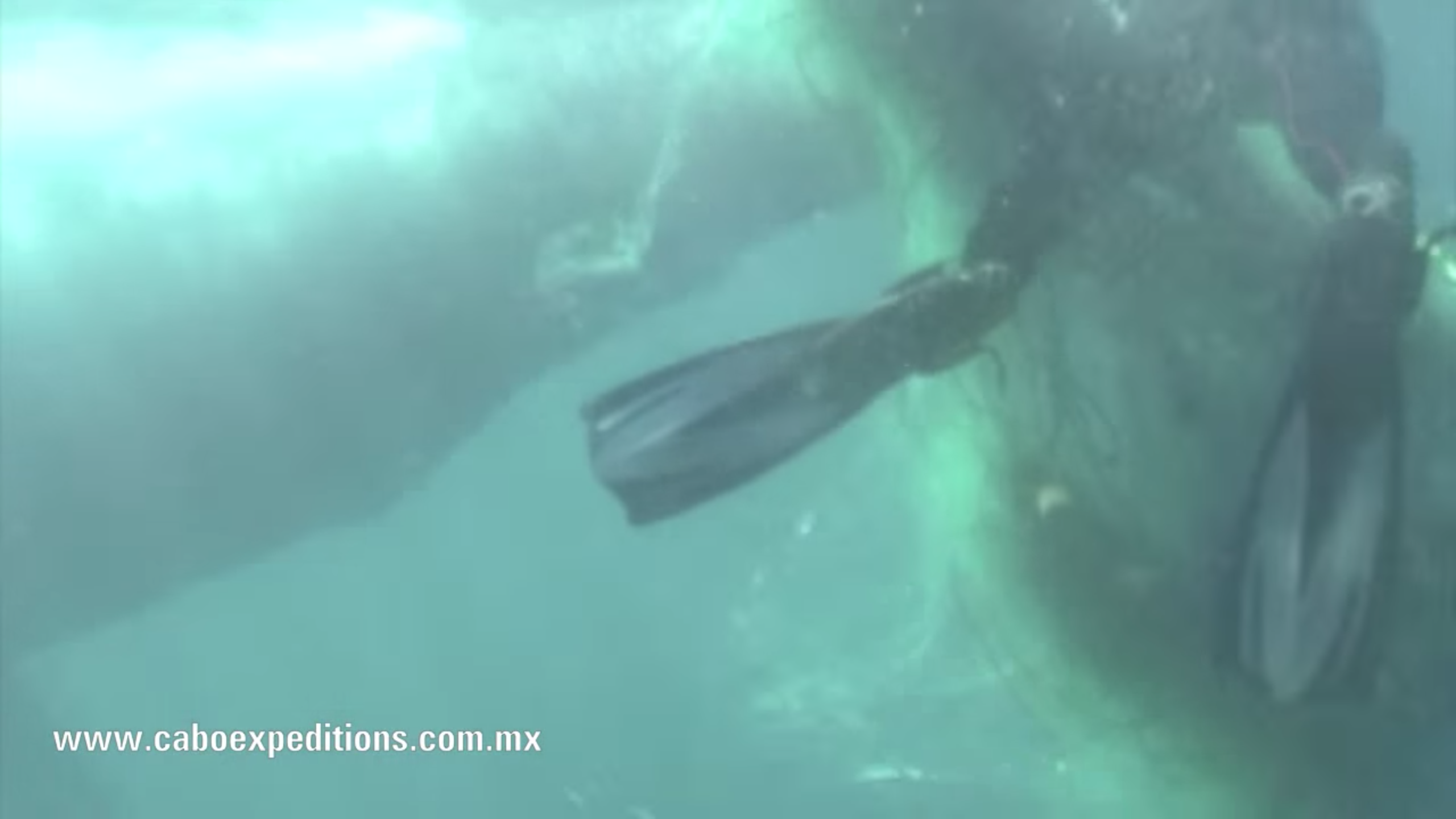 Whale Rescue off Cabo San Lucas.  Hats off to our Friend Oscar Ortiz.  Check Out the "Cabovillas" Link. 14 FEB 2011