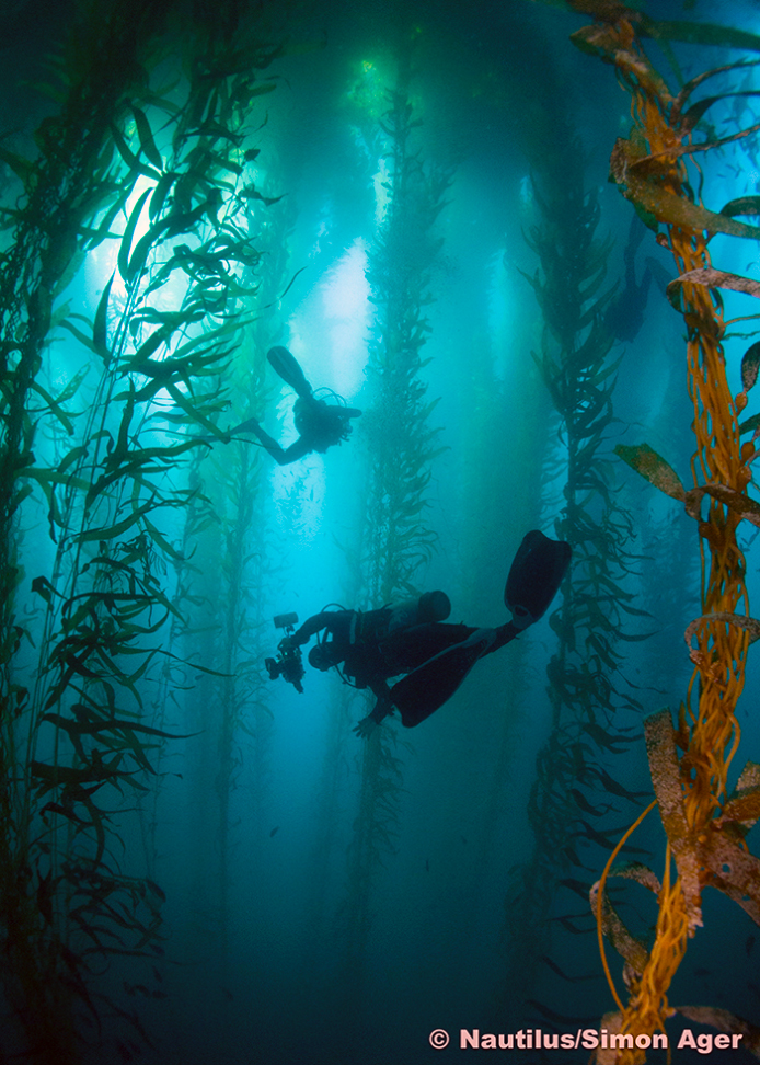 The inspiring Kelp forests of San Benitos
