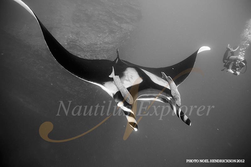 Mantas at Socorro by Noel Hendrickson