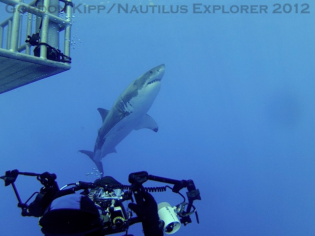 2 full great white shark breaches