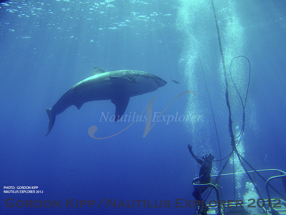 Great Whites in Guadalupe by Gordon Kipp