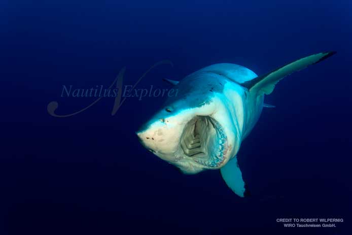 Great White Shark in Guadalupe in November