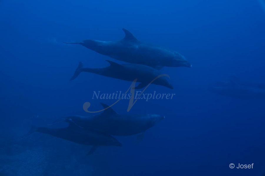 I ended this year (2012) with a closer look at razor sharp teeth than I have ever seen in 12 years of diving experience: Socorro Island on the Nautilus Explorer