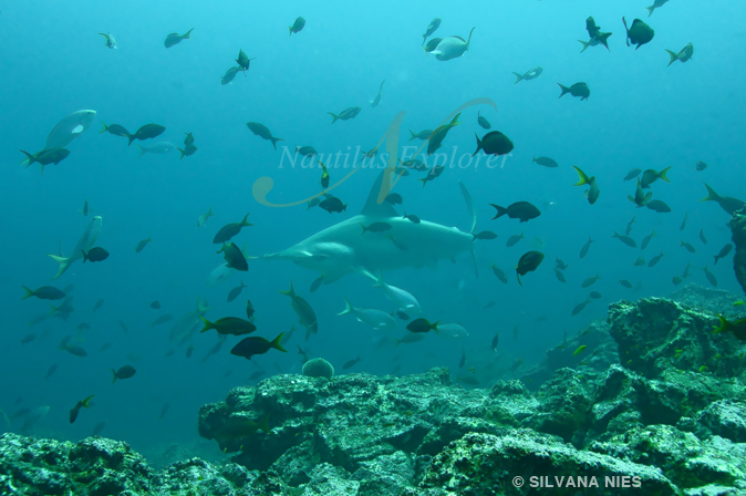 Sharks, mantas and humpback whales at Roca Partida