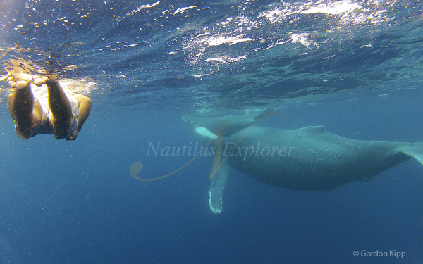 Humpback Whale by Gordon Kipp
