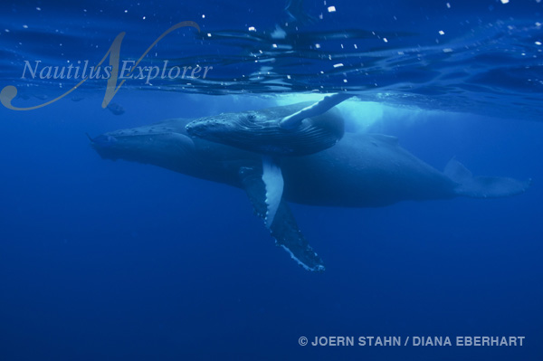 Humpback Mom & Baby ©-Joern-Stahn-diana-eberhart1