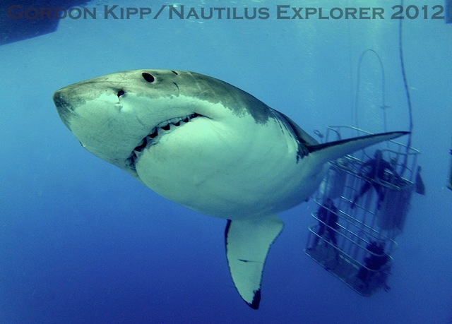 Cage diving with white shark