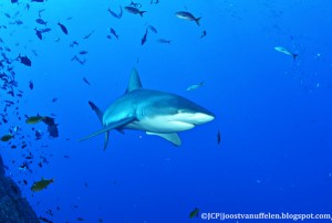 A lot of sharks around!