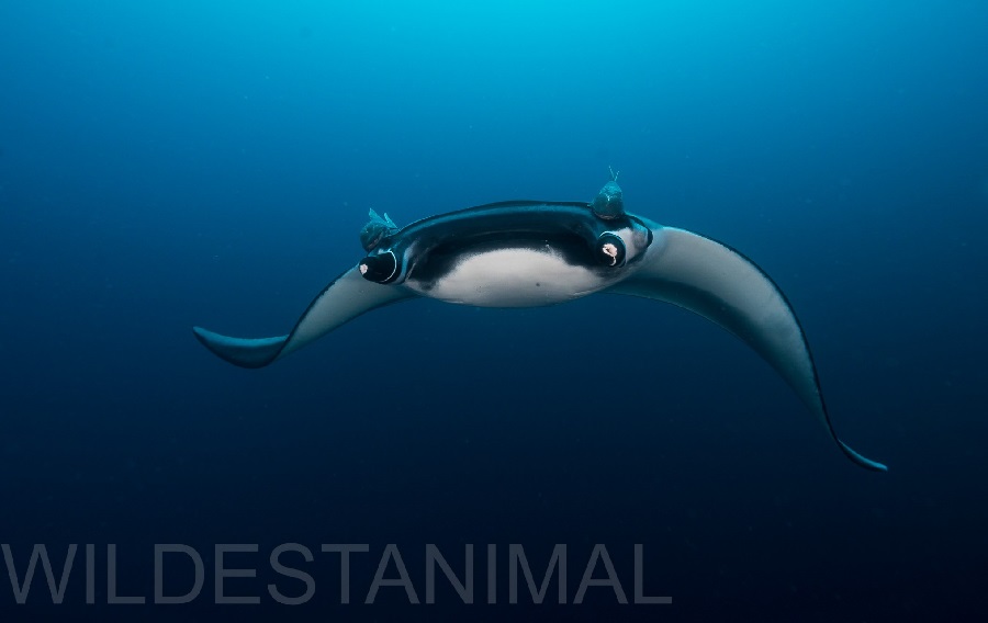 You can't complain about 7 Hammerhead Sharks schooling above you while a Manta Ray, as if on cue, glides through the middle of them at The Canyon