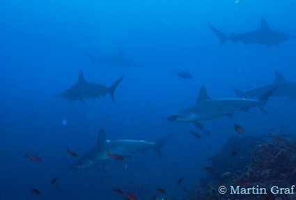 a shark suddenly appeared just under my legs – we did the awkward "no you go left/right dance"
