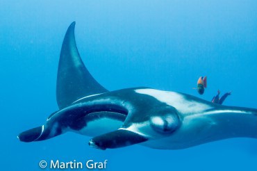 The next 55 minutes was non-stop manta action with one, two, three, and even four mantas playing with the divers from start to finish.