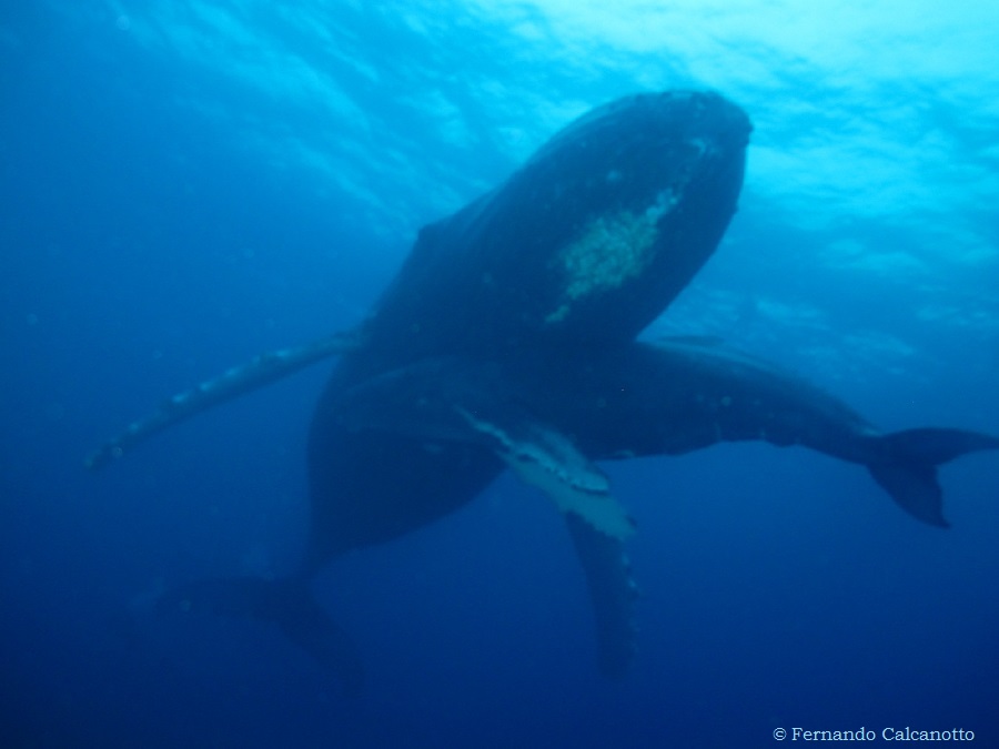 photos coming!!  orcas might have killed a humpback whale calf right in front of us..