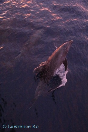 Swimming with the mantas, playing with dolphins, listening to the sounds of the whales beneath the waves, spotting hammerheads – just another day on the Nautilus Explorer!