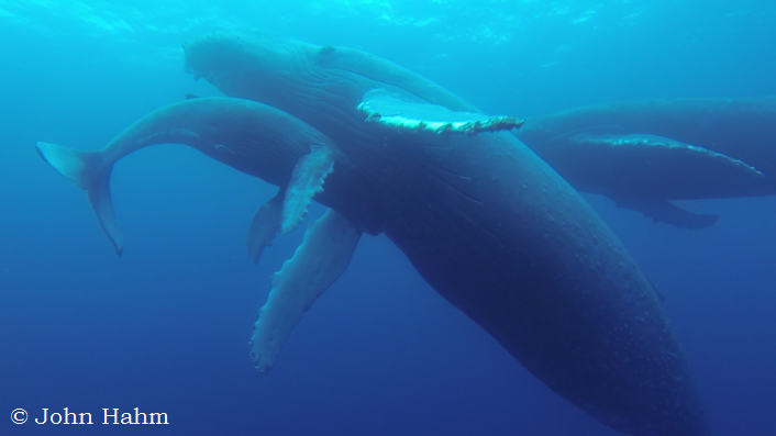 All i could think of was the look in the mother humpback's eyes as she circled frantically looking for her calf