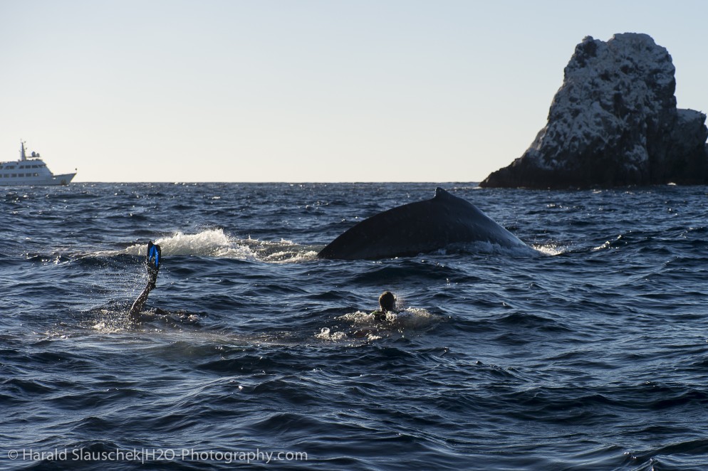 Snorkelling with humpback whales before lunch