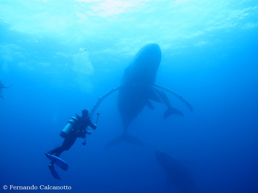 THE DAY AFTER…..  why are there so many humpback whale skeletons at Roca Partida??