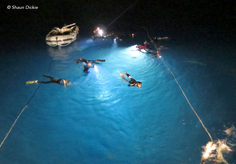 My whole body was tingling during our Night Dives!