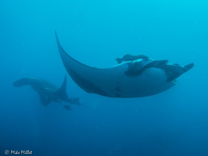 These stunning, giant creatures have the same brain to body ratio as we do, 5:1, and it makes me wonder if they are able to recognize us as well.