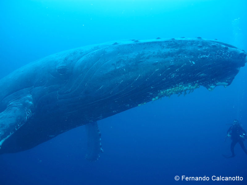 We have seen humpback's 4 times already!