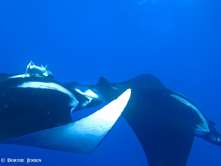 7 manta to 9 diver ratio at Socorro Islands!!