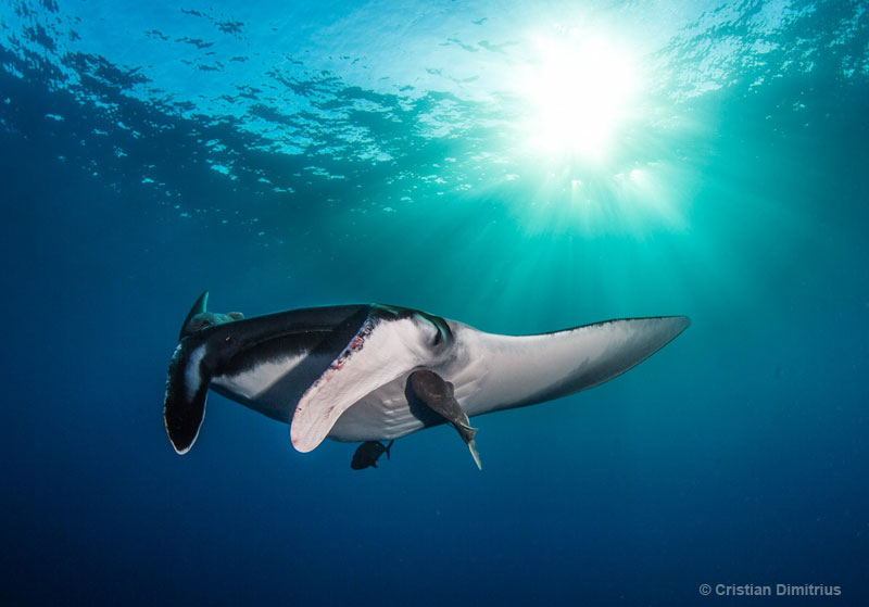 Hostess Renae makes friends with a manta