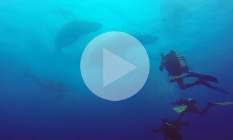 humpback whales intervene in orca attack on a baleen whale!