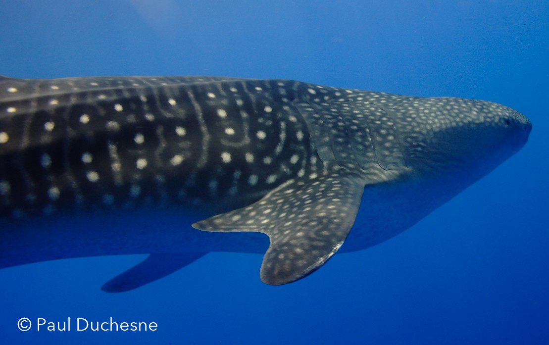 Revillagegidos: Underwater nursey filled with baby mantas and baby sharks