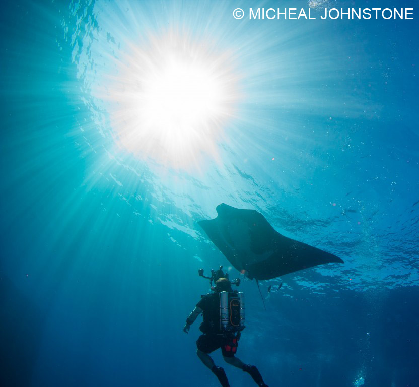I know the ocean's not a zoo, but it totally seems like one with the boat spotting mantas on every dive