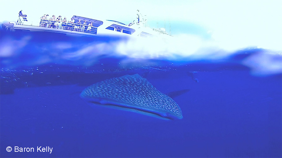 Roca Partida with boobies, whale shark, silver tips and galapagos sharks!