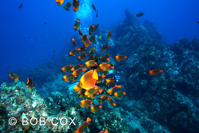I keep finding new schools of, triggers, cleaners, jacks, and white tip sharks.