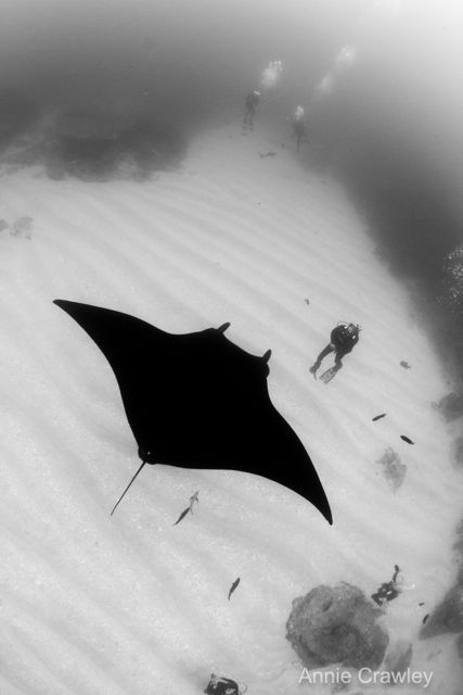 Diving since 1979 and just had one of the top dives EVER!