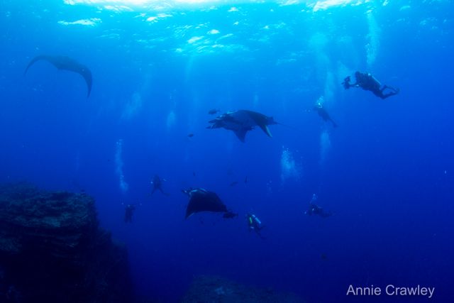 Manta Love
