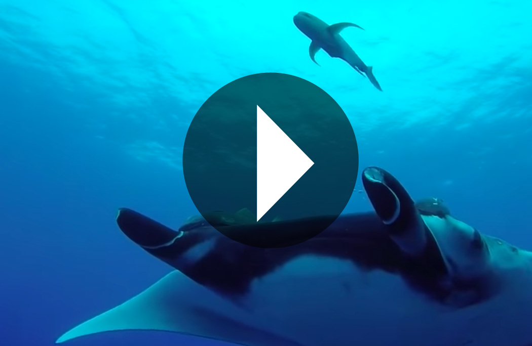 The perfect ending to this Socorro Giant Mantas season