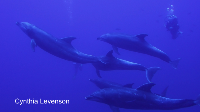With no warning our Dolphin friends showed up and crashed the party. Maybe twenty of them.