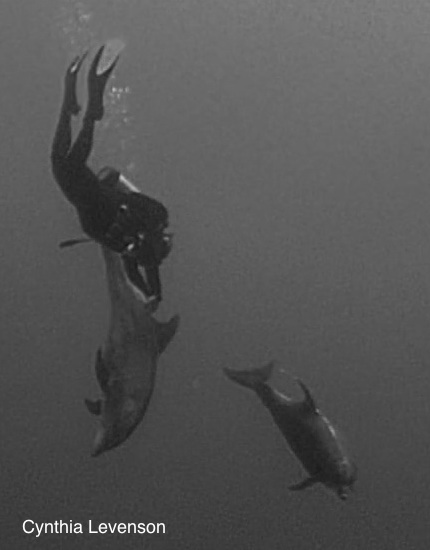 "It was awesome rolling and spinning and having the dolphins copy it.  The most awesome dolphin encounter I ever had!"