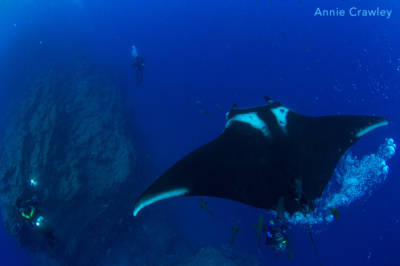 An amazing experience onboard the Nautilus Belle Amie during the Socorro Season