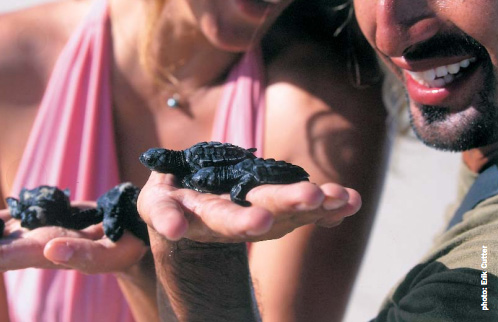 Searching for Mama turtles on Baracas Beach