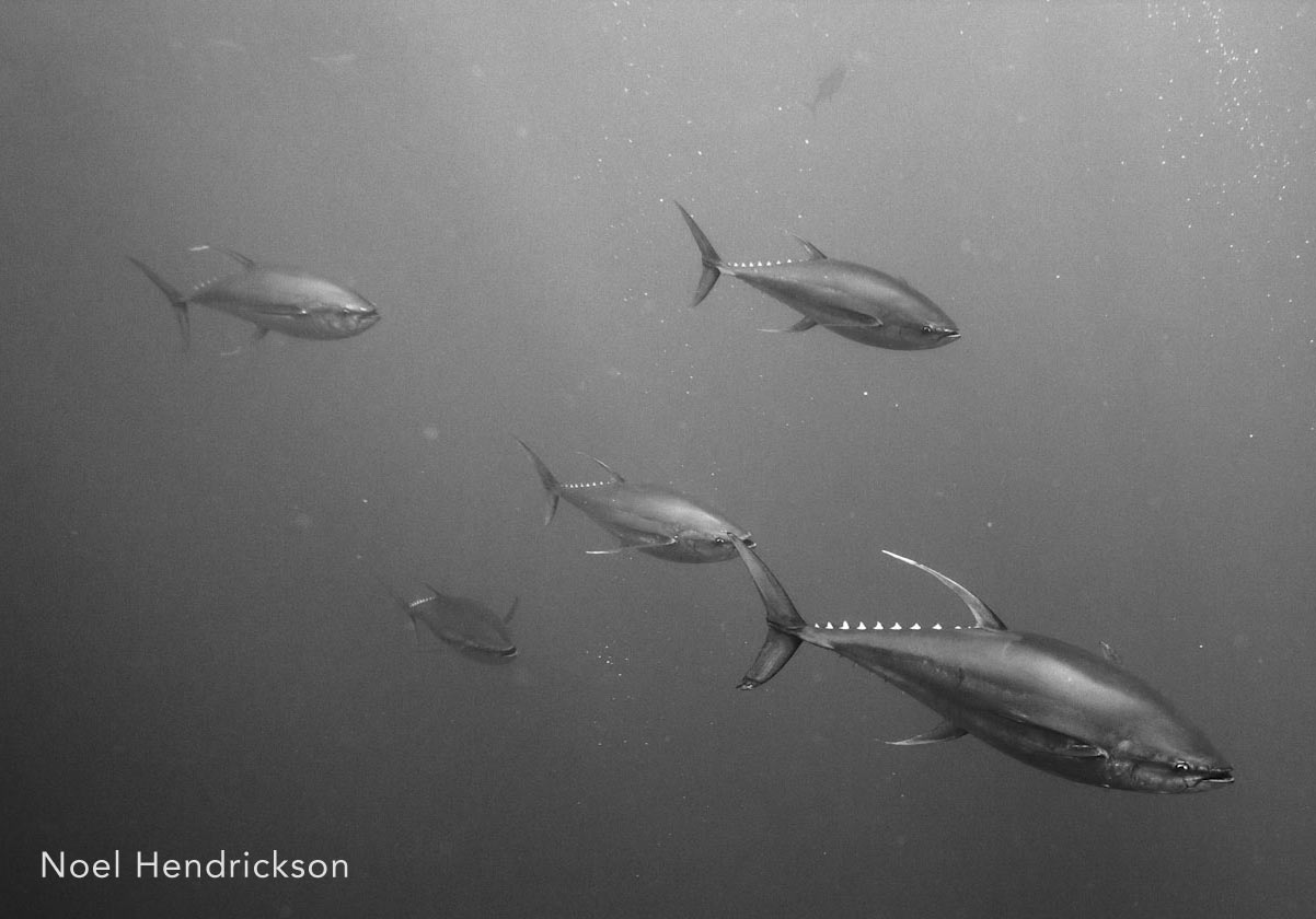 It was the biggest tuna I had ever seen.  Maybe 400 or 500 lbs!  it was something from a lost era swimming on by