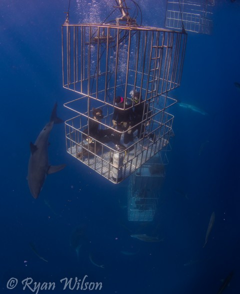 Sharkies are at Guadalupe in force which is a beautiful thing after a hard slog through refit.
