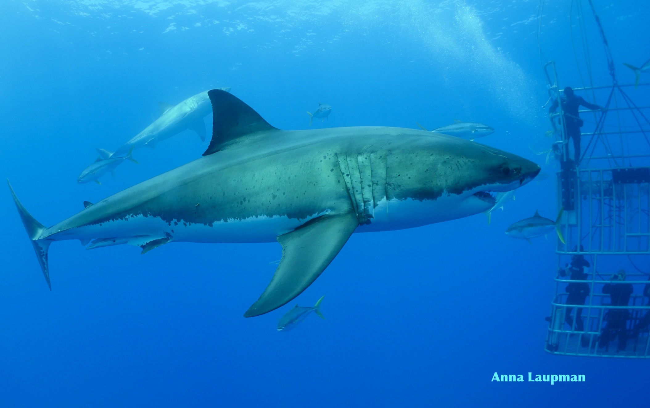 Dive Master Leeanne  shares with us the different types of great white shark interaction she's been observing with our guests onboard the Nautilus Explorer.