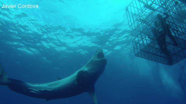 Tried and true crew member from the Nautilus Swell, Jordan our first mate makes his way to Guadalupe for his 1st Great White Shark trip onboard the Nautilus Explorer.