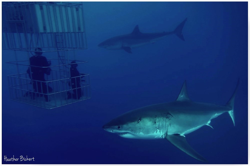 Yippee!!  Yahooo!!   Wahooohhhh!!  Just completed our first Guadalupe great white shark trip of the 2015 season and it was FANTASTIC!!