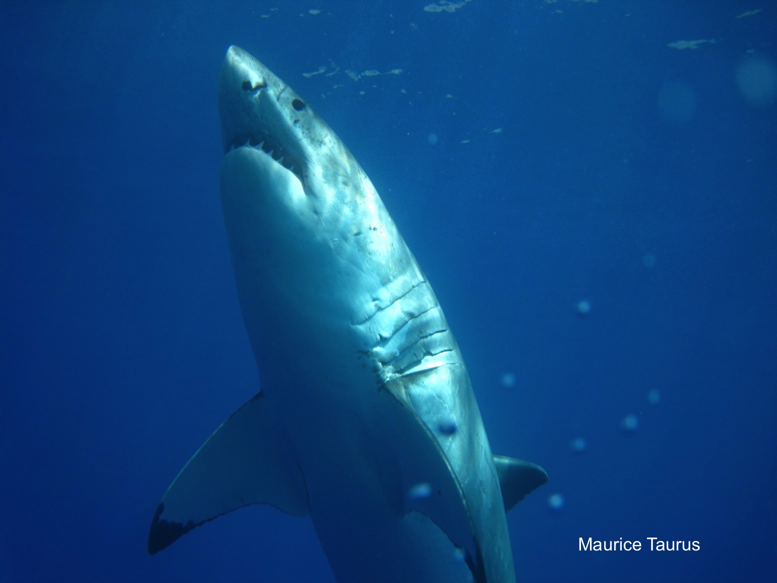 Now I know what a seal thinks about when a great white shark appears,  I shrank down to 60% of my size!