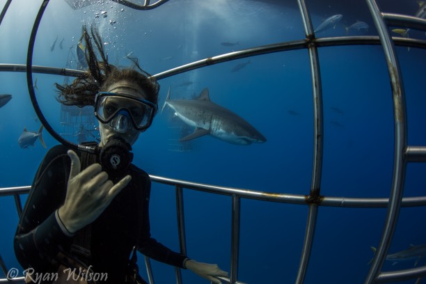 Great White Sharks after sharks after sharks…