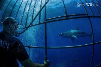 Our humble Captain Bryden takes some time to reflect on the 2015 Guadalupe great white sharks season.