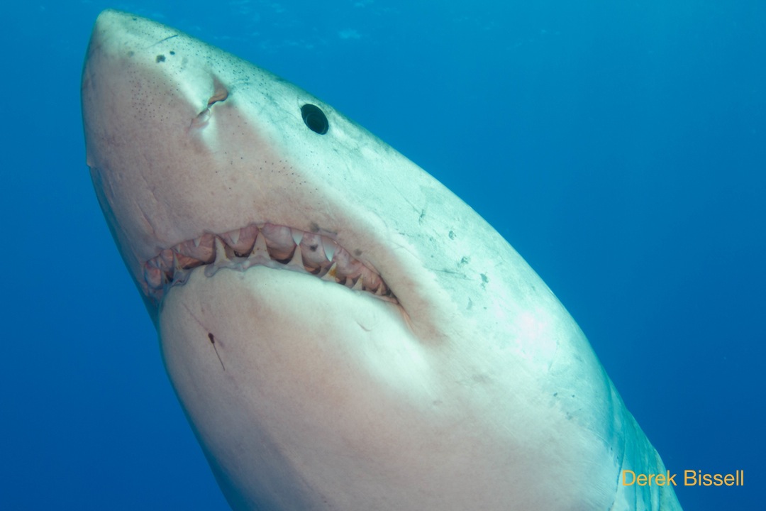 We had four great white sharks circling and swimming near the submersible cages all day!