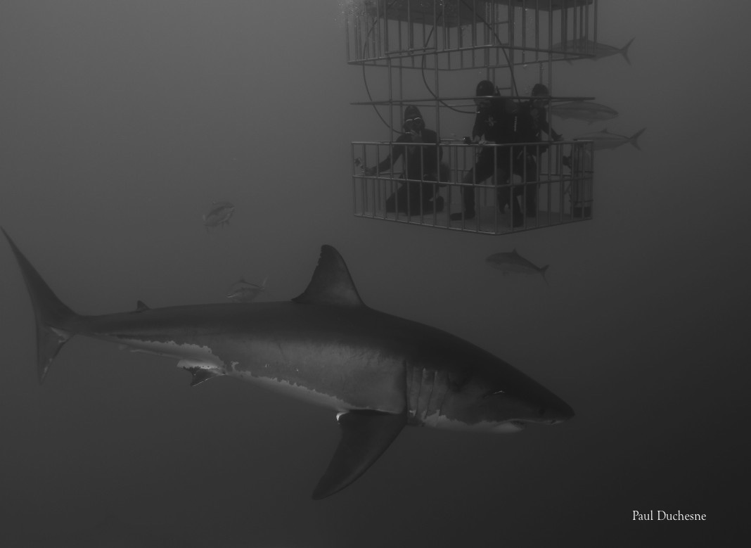Excellent visibility and lots of great white sharks including Cici
