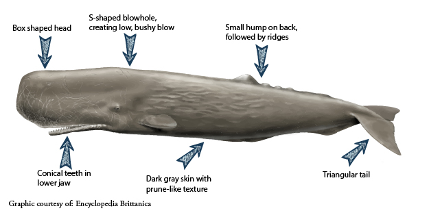Super super super exciting to see sperm whales!!
