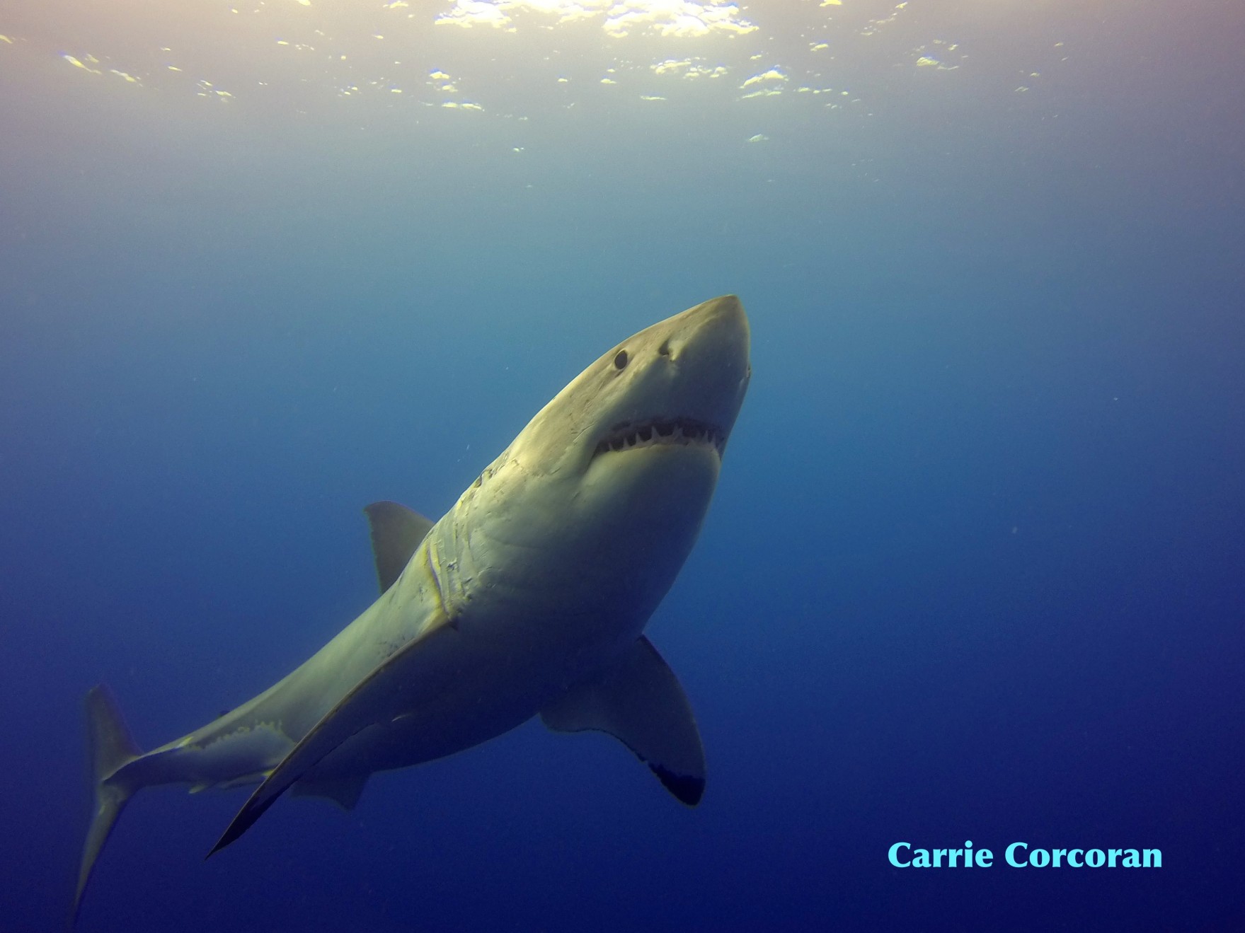 Chef Liam onboard the Nautilus Explorer transports us to Guadalupe Island with the Great White Sharks though his words…