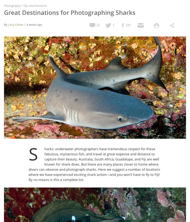 Best Dive Destinations for Shark Photography
